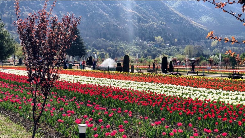 Asia’s largest tulip garden reopens in Srinagar