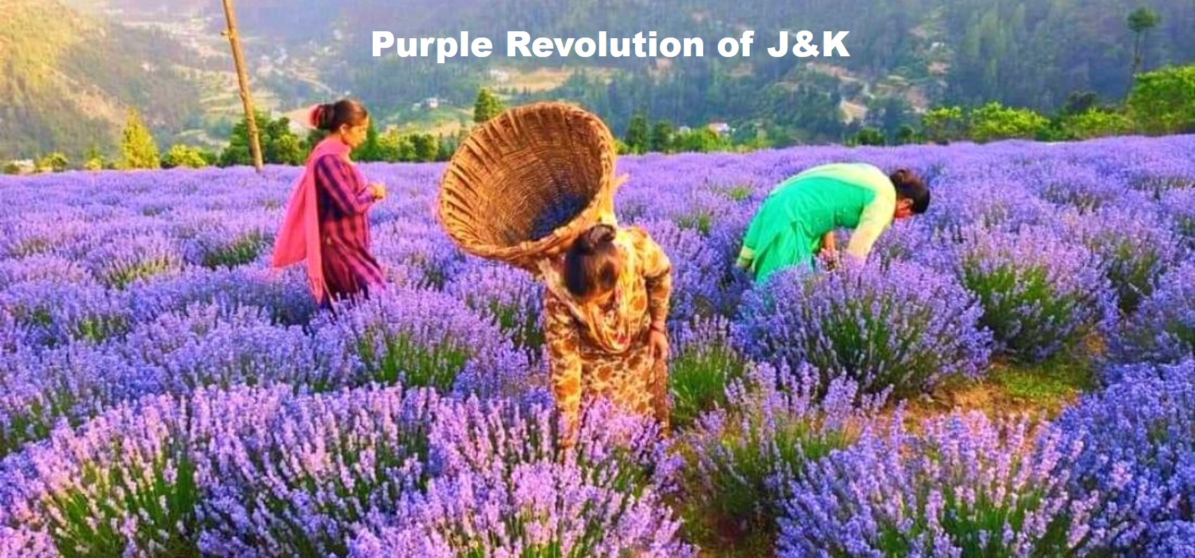 Progressing J&K Purple Mission brings fortunes for farmers in Jammu and Kashmir