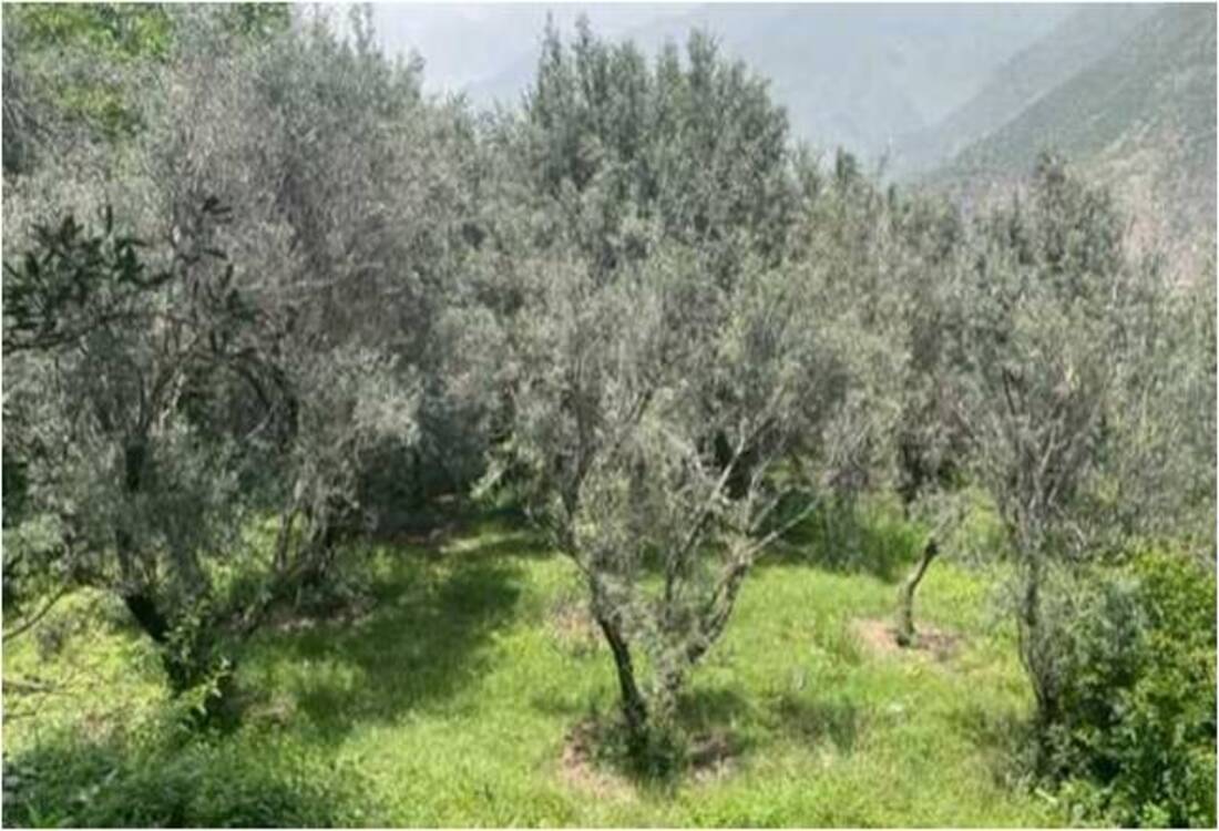 How olive cultivation in Uri is transforming the lives of Kashmiri farmers